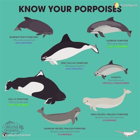 All the porpoise species of the world.The narrow ridged finless porpoise is actually critically ...