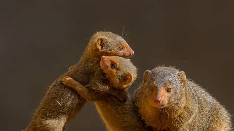 Dwarf Mongoose | San Diego Zoo Animals & Plants