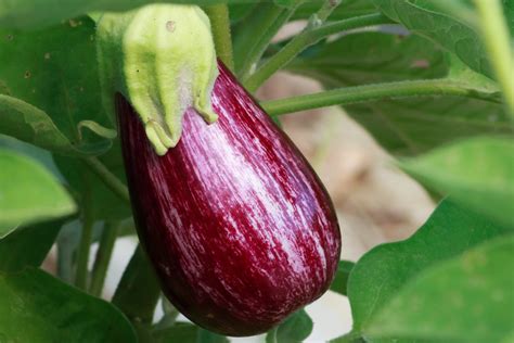 Eggplant Salad — Bois d'Arc Farm