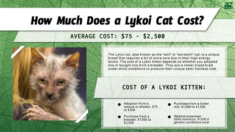 Lykoi Cat Prices in 2024: Purchase Cost, Vet Bills, & Other Costs - A-Z ...