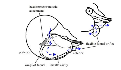 Chambered Nautilus Diagram