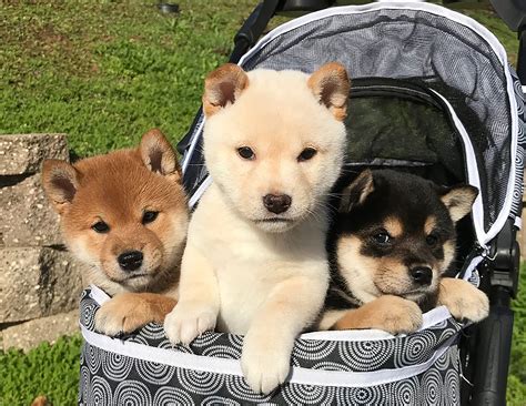 Breeder Directory - Shiba Inu Fanciers of Northern California