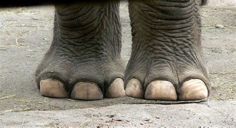 Elephant Feet | Elephant facts, Elephant, Elephant anatomy