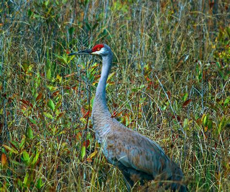 OKEFENOKEE SWAMP | Sandhill Crane in Okefenokee Wildlife Res… | Phil Pullen | Flickr