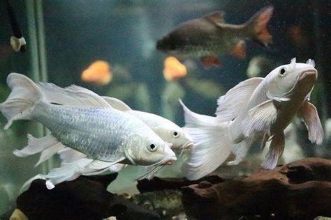 Platinum butterfly koi fish in aquarium glass