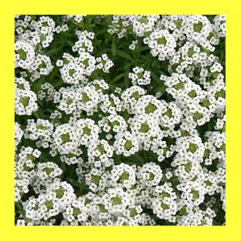 FLOWER-ALYSSUM WHITE - Heritage open pollinated seeds