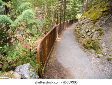 Trail Through Woods Stock Photo 45359305 | Shutterstock