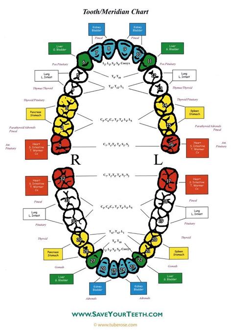 Meridian Tooth Chart | Dr. Elmira Gadol, DMD - Holistic Dentist | Tooth chart, Holistic dentist ...