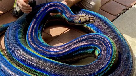 Rainbow python goes viral on social media - AR15.COM