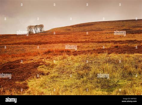 Yorkshire Moors Landscape with Trees, Yorkshire, England Stock Photo - Alamy