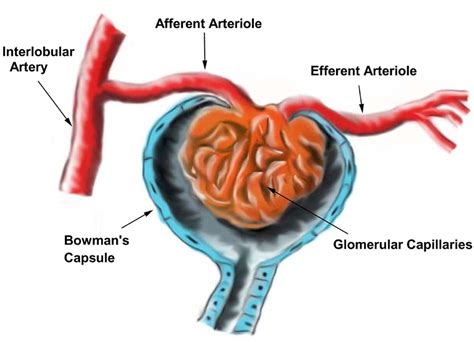 [最も好ましい] arterioles 551319-Arterioles characteristics - Ninkinoshashinpqsh