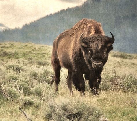 Bison Photo Yellowstone National Park Animal Photography - Etsy