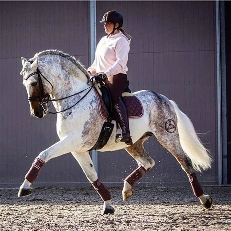 Pin by Kirsten Rall on Equestrian | Dressage | Show Jumping | Polo ...