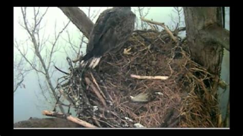 Jordan Lake Bald Eagles 01-15-2014- - YouTube