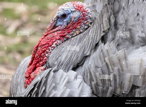 Male Domestic Turkey with male displaying courtship feathers Stock ...