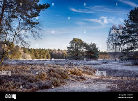 winter sunrise in the forest Stock Photo - Alamy