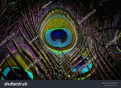 India 16 July 2022 Peacock Feather Stock Photo 2181562209 | Shutterstock