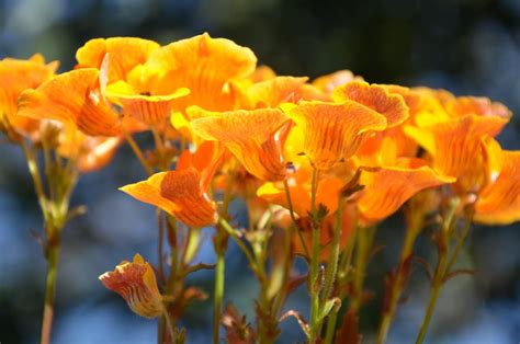 Gratis stockfoto van oranje bloemen.