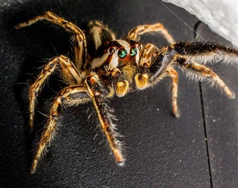 30 Jumping Spider Facts That Are Too Cute To Miss - Facts.net