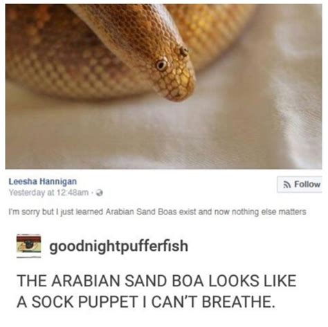 The best Snek memes :) Memedroid