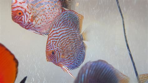 My discus fish tank – DR KOH