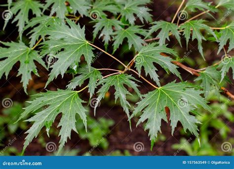 Acer Saccharum, Young Green Leaves of Silver Maple. Branch Deciduous Deciduous Tree of the ...