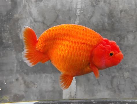 Goldfish Lifespan and Stages of Development - Learn About Nature