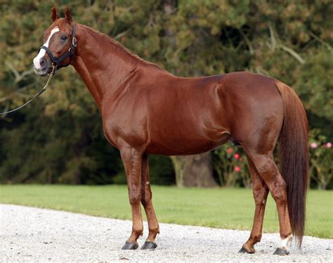 Chestnut liver quarter horse | Favorite horse photos | Pinterest | Horses, Horse breeds and ...