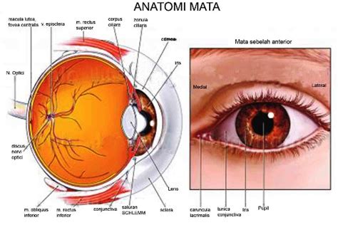 ️ Inilah 21 Contoh Jenis Penyakit Mata dan Gejalanya | WartaSolo.com - Berita dan Informasi Terkini