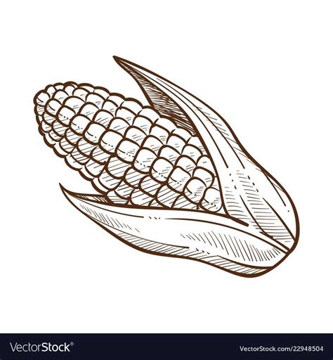 corn on the cob hand drawn sketch