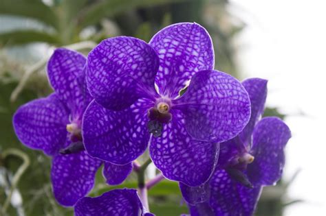 Maria's Orchids: A classic blue orchid: Vanda Pachara Delight