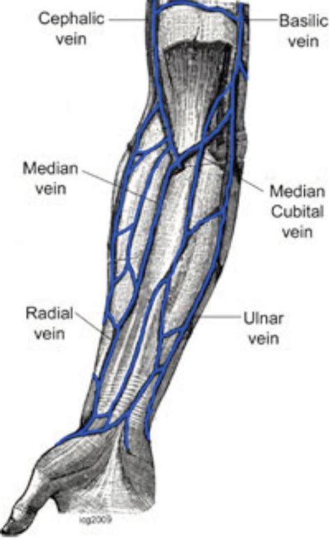 Arm Veins Diagram Arm Veins Anatomy Arteries Vein Nerves Lab