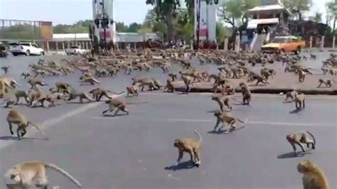 Gang Of Monkeys Fight For Food In Thailand After Tourism Slows Down Due ...