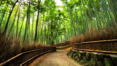 Bamboo Forest Kyoto Japan Desktop Wallpaper