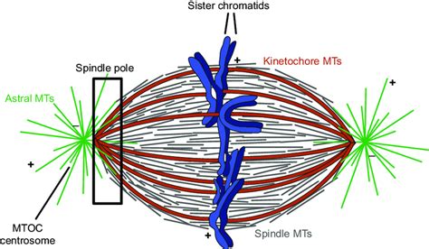 2 Metaphase spindle anatomy and constituent MT populations. MTs are... | Download Scientific Diagram