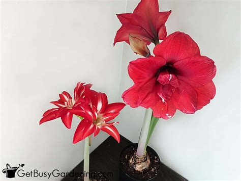 How To Rebloom Your Amaryllis in 4 Easy Steps! - Get Busy Gardening