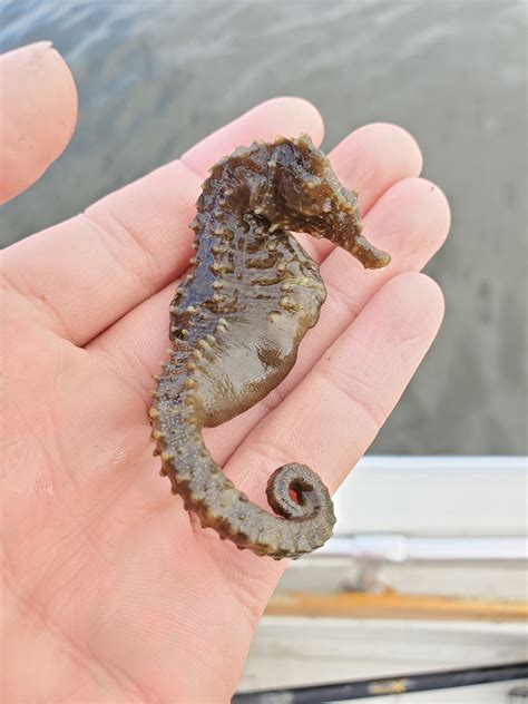 Maryland Biodiversity Project - Lined Seahorse (Hippocampus erectus)