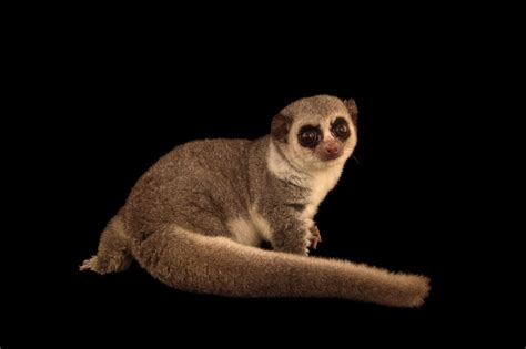 ANI042-00058 - Joel Sartore