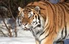 Adopting a Siberian Tiger