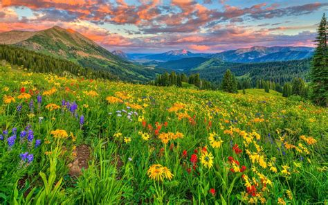 colorful wildflowers in the mountains at sunset