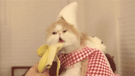 animal chat banane Image, animated GIF