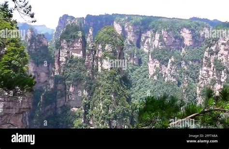 National tree of china Stock Videos & Footage - HD and 4K Video Clips ...