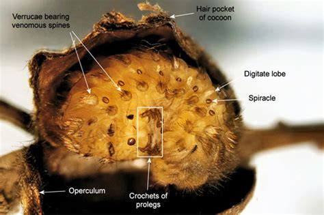 puss caterpillar (larva), southern flannel moth (adult) Megalopyge opercularis