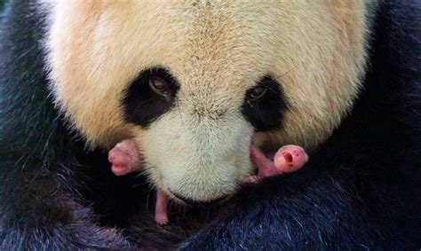 Naissance de deux bébés pandas géants au Zoo de Beauval ! - Nature et Zoo