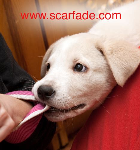 How to Minimize Dog Bite Scars - Scarfade