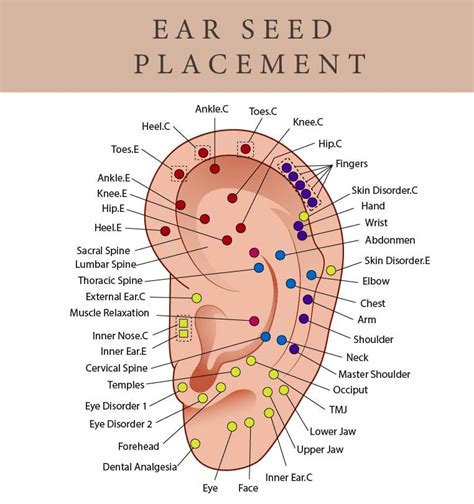 Printable Ear Seed Placement Chart Comprehensive Acupuncture Ear Chart ...