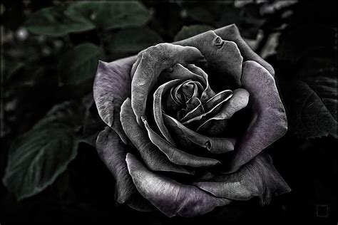 The Dark Rose Photograph by Daniel Arrhakis