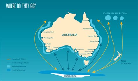 humpback whale migration routes australia • SEA The Gold Coast