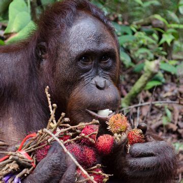 Feeding 330 Orangutans: A Glimpse into their Diet