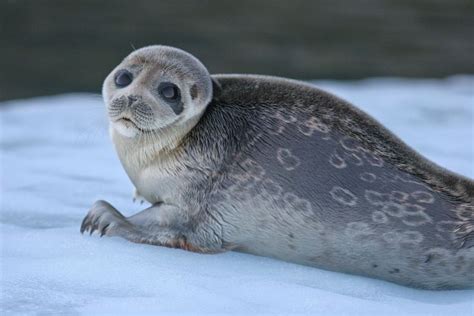 Ringed Seal | North american animals, Seal pup, Cute animals